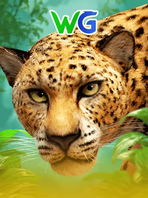 Leopard of Gold (WG)